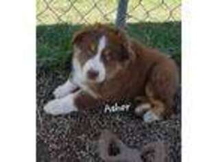 Australian Shepherd Puppy for sale in Webberville, MI, USA