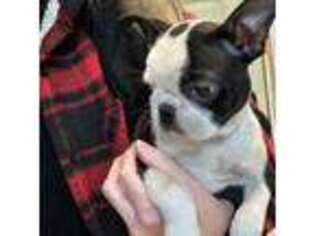 Boston Terrier Puppy for sale in Rye, NH, USA