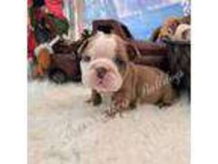 Bulldog Puppy for sale in Oologah, OK, USA