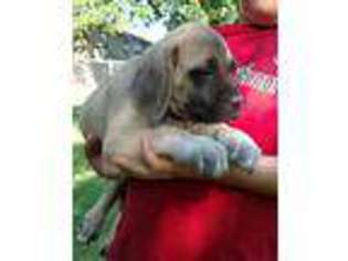 Mastiff Puppy for sale in Walnut, KS, USA