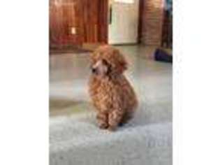 Mutt Puppy for sale in Perry, OH, USA