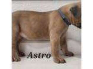 Cane Corso Puppy for sale in Donna, TX, USA