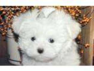 Maltese Puppy for sale in Pekin, IN, USA