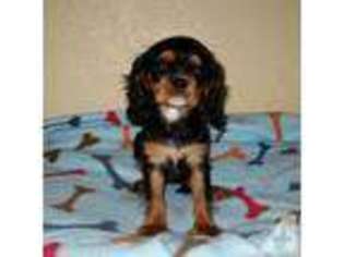 Cavalier King Charles Spaniel Puppy for sale in SIMI VALLEY, CA, USA