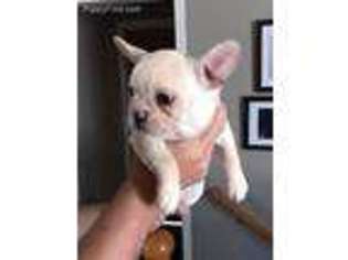 French Bulldog Puppy for sale in East Dubuque, IL, USA