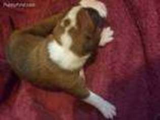 Boxer Puppy for sale in Cicero, IL, USA