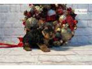 Yorkshire Terrier Puppy for sale in Oklahoma City, OK, USA