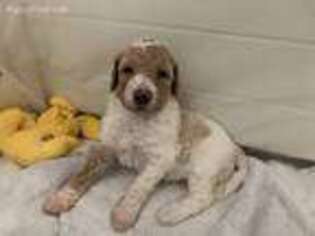 Labradoodle Puppy for sale in Palm Bay, FL, USA