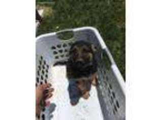German Shepherd Dog Puppy for sale in Bloomfield, IN, USA
