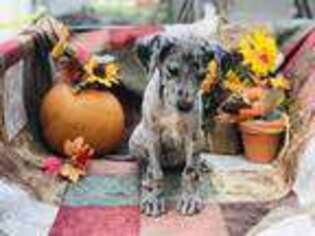 Great Dane Puppy for sale in Homer, IL, USA