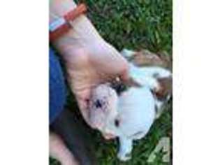 Bulldog Puppy for sale in HUBERT, NC, USA