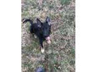 German Shepherd Dog Puppy for sale in Roanoke, VA, USA