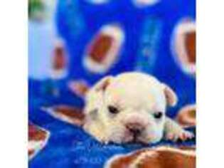 French Bulldog Puppy for sale in Mount Vernon, TX, USA