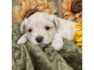 Mutt Puppy for sale in Pearland, TX, USA