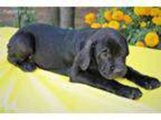 Cane Corso Puppy for sale in Sunland, CA, USA