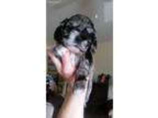 Cocker Spaniel Puppy for sale in Easton, MD, USA