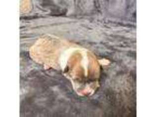 Cardigan Welsh Corgi Puppy for sale in Davis, OK, USA