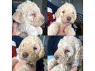 Labradoodle Puppy for sale in Troy, IL, USA