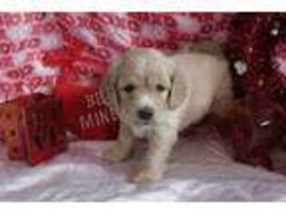 Mutt Puppy for sale in Ephraim, UT, USA