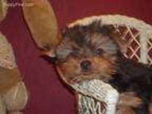 Yorkshire Terrier Puppy for sale in Wonder Lake, IL, USA