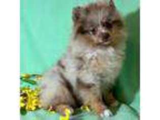 Pomeranian Puppy for sale in Spokane, MO, USA