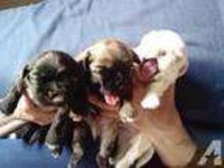 Mutt Puppy for sale in CICERO, NY, USA