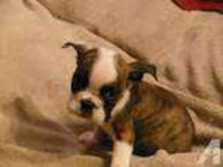 Bulldog Puppy for sale in KEMP, TX, USA