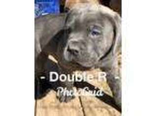 Cane Corso Puppy for sale in Opelousas, LA, USA