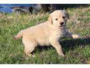 Golden Retriever Puppy for sale in Everton, AR, USA