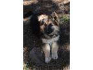 German Shepherd Dog Puppy for sale in Woodland Park, CO, USA