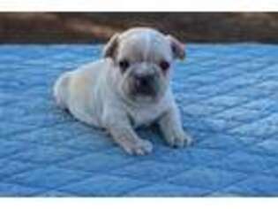 French Bulldog Puppy for sale in Greenville, TX, USA