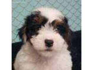 Mutt Puppy for sale in Eagleville, MO, USA