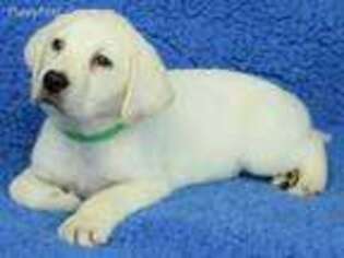 Labrador Retriever Puppy for sale in Carbondale, IL, USA