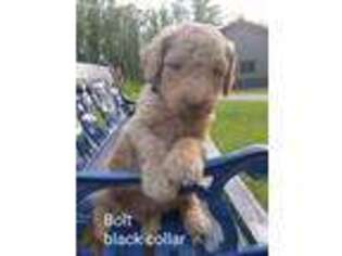Goldendoodle Puppy for sale in Frazee, MN, USA