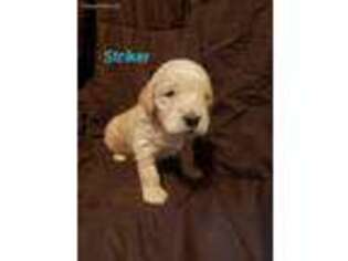 Goldendoodle Puppy for sale in Goldendale, WA, USA
