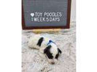 Mutt Puppy for sale in Salem, AL, USA