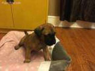 Mastiff Puppy for sale in Paducah, KY, USA
