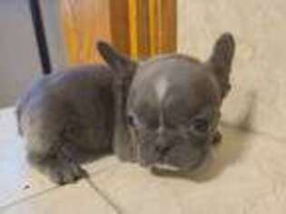 French Bulldog Puppy for sale in Lone Grove, OK, USA