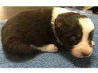 Border Collie Puppy for sale in Grand Island, NE, USA