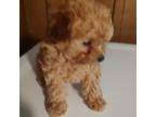 Mutt Puppy for sale in Ragland, AL, USA
