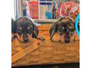 Dachshund Puppy for sale in Akron, OH, USA