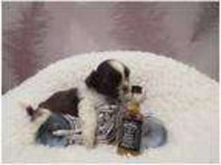 Mutt Puppy for sale in Penyrheol, Trecenydd, Energlyn, Gwent (Wales), United Kingdom