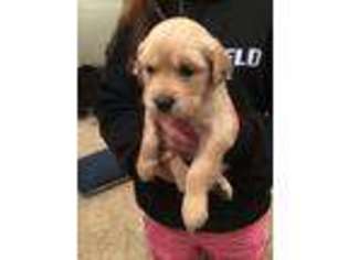Golden Retriever Puppy for sale in Plymouth, IN, USA