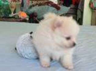 Pomeranian Puppy for sale in Post Falls, ID, USA