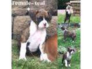Boxer Puppy for sale in Osceola, WI, USA