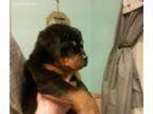 Rottweiler Puppy for sale in Hazelton, ID, USA