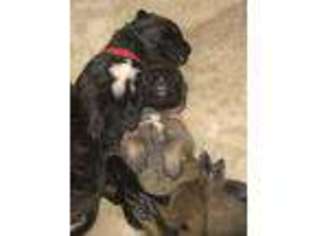 Mastiff Puppy for sale in Mocksville, NC, USA