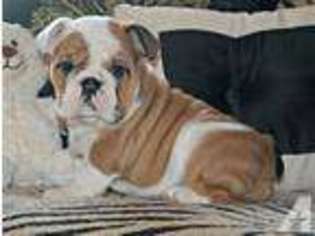 Bulldog Puppy for sale in AUBURN, WA, USA