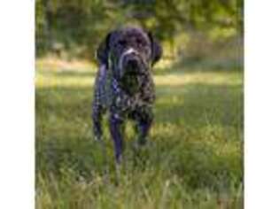 German Shorthaired Pointer Puppy for sale in Honey Brook, PA, USA
