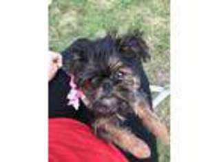 Brussels Griffon Puppy for sale in Clinton Township, MI, USA